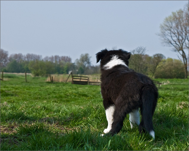 Bordercollie Tess met pups